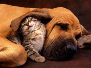 cat and dog